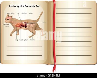 Anatomie einer Hauskatze Illustration Stock Vektor