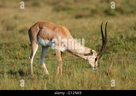 Fütterung der männlichen Grants Gazelle (Nanger Granti), Lake-Nakuru-Nationalpark, Kenia Stockfoto