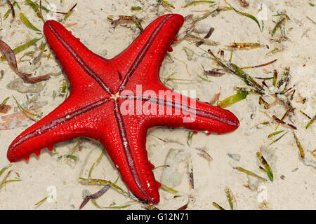 Bunten roten Seestern auf nassen Sand, Sansibar Stockfoto