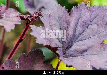 Heuchera bereift violette Fancy-Blatt Purpurglöckchen Stockfoto