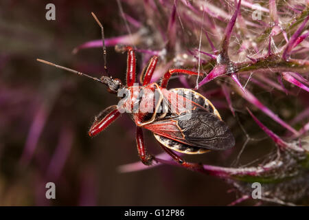 Ein Florida-Biene-Assassine (Apiomerus Floridensis) wandelt unter den Stacheln von einer schrecklichen Distel. Stockfoto