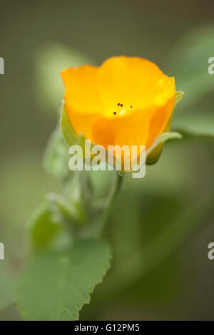 Nahaufnahme von gelb ' Ilima Blüte. Stockfoto