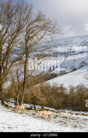 Vale des Ewyas in der Nähe von Capel-y-Ffin, Powys, schwarze Berge, Brecon Beacons National Park, Wales, Vereinigtes Königreich, Europa. Stockfoto