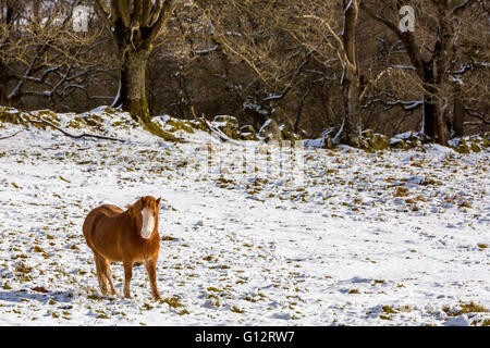 Vale des Ewyas in der Nähe von Capel-y-Ffin, Powys, schwarze Berge, Brecon Beacons National Park, Wales, Vereinigtes Königreich, Europa. Stockfoto