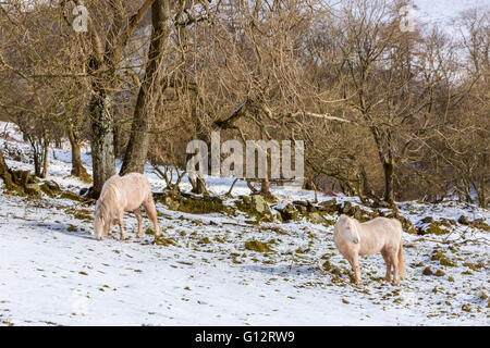 Vale des Ewyas in der Nähe von Capel-y-Ffin, Powys, schwarze Berge, Brecon Beacons National Park, Wales, Vereinigtes Königreich, Europa. Stockfoto