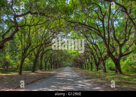 Live Oak Bäume drapiert mit spanischem Moos Linie die Zufahrtsstraße zur Wormsloe Plantage in Savannah, Georgia. Stockfoto