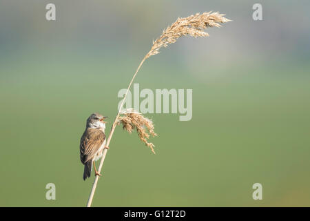 Vogelperspektive Whitethroat Sylvia Communis, singen um ein Weibchen während der Brutzeit im Frühjahr zu gewinnen Stockfoto