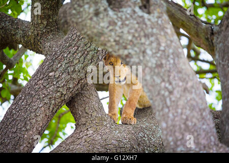 Süße junge Löwenjunges spielt im Baum Stockfoto