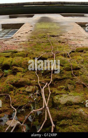 Moos-Wand mit Ästen klettern. Stockfoto