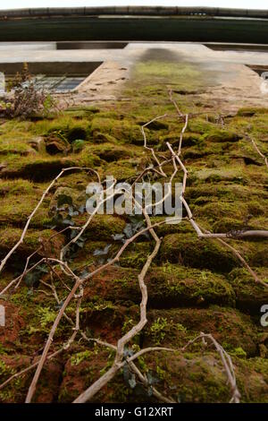 Moos-Wand mit Ästen klettern. Stockfoto