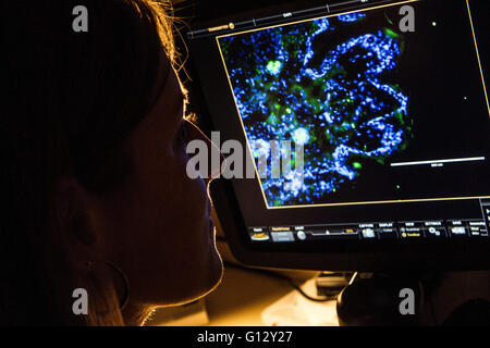 Wissenschaftler betrachten Scan-Ergebnisse auf monitor Stockfoto