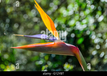 LA CIOTAT, PARC DU MUGEL, OISEAU DE PARADIS, MARSEILLE BDR FRANKREICH 13 Stockfoto