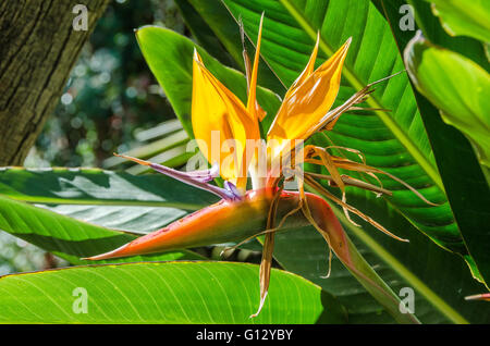 LA CIOTAT, PARC DU MUGEL, OISEAU DE PARADIS, MARSEILLE BDR FRANKREICH 13 Stockfoto