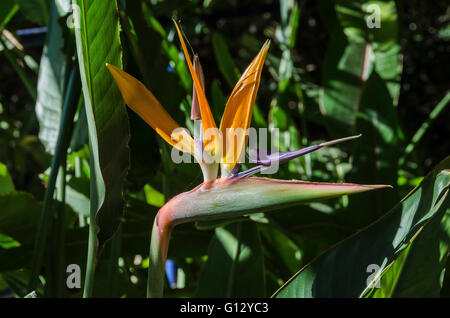 LA CIOTAT, PARC DU MUGEL, OISEAU DE PARADIS, MARSEILLE BDR FRANKREICH 13 Stockfoto