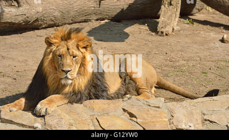 Ruhende asiatische Löwe (Panthera Leo Persica) Stockfoto