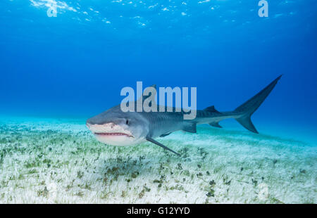 Tigerhai, Galeocerdo Cuvier, Unterwasser auf den Bahamas, Caribbean Stockfoto