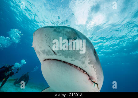 Tigerhai, Galeocerdo Cuvier, Unterwasser auf den Bahamas, Caribbean Stockfoto