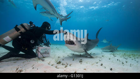 Tigerhai, Galeocerdo Cuvier, Unterwasser auf den Bahamas, Caribbean Stockfoto