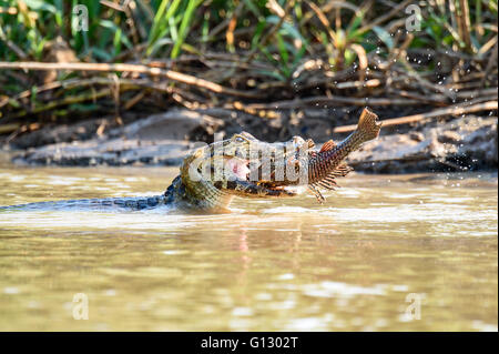 Kaiman Fangen und essen große Fische, aufgenommen bei Porto Jofre im Pantanal Stockfoto