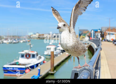 Juvenile Silbermöwe (Larus argentatus), die durch den Fluss im Frühjahr in Littlehampton, West Sussex, England, UK. Stockfoto