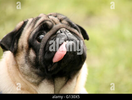 Mops mit ausgezogener Zunge, Stockfoto