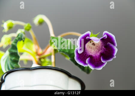 Lila Blume Gloxinia Stockfoto