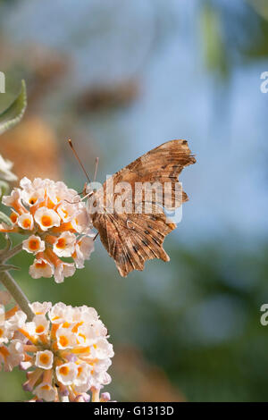 Komma, Polygonia c-Album, einzelne Erwachsene Fütterung auf Sommerflieder Blumen.  Essex, England. Stockfoto