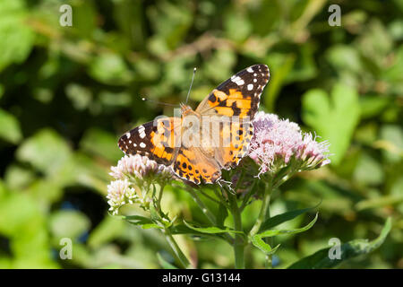 Distelfalter, Cynthia Cardui, alleinstehende Erwachsene ernähren sich von Hemp Agrimony. Minsmere, Suffolk, UK. Stockfoto