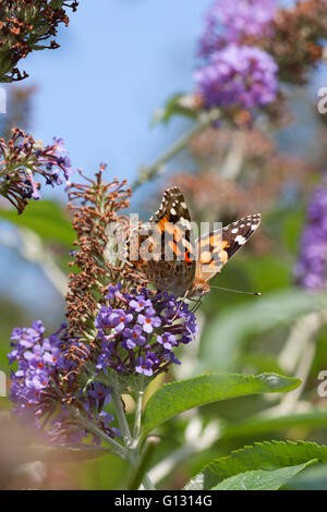 Distelfalter, Cynthia Cardui, alleinstehenden Fütterung auf Sommerflieder Blumen. Essex, England. Stockfoto