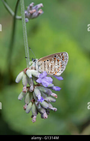Gemeinsame blaue Schmetterling Polyommatus Icarus alleinstehende Erwachsene ernähren sich von Lavendel Blumen Essex, UK