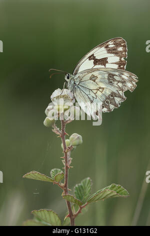 Beschädigte Schachbrettfalter (Melanargia Galathea) thront auf einem Zweig. Stockfoto