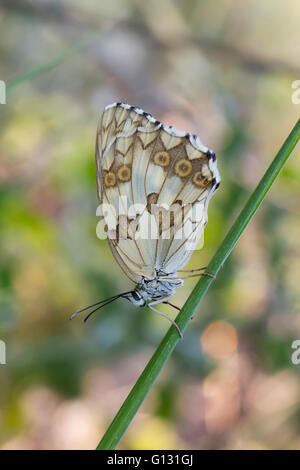 Schachbrettfalter (Melanargia Galathea) thront auf einem Zweig. Stockfoto