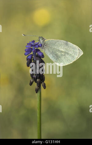 Kleine weiße (Pieris Rapae) thront auf einer Blume des gemeinsamen Grape Hyacinth (Muscari Neglectum). Stockfoto