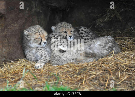 Nördliche Geparden und Jungtiere in Whipsnade zoo Stockfoto