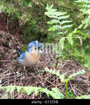 Madeira Buchfink Vogel auf der portugiesischen Insel madeira Stockfoto