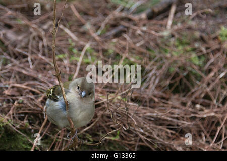 Madeira Buchfink Vogel auf der portugiesischen Insel madeira Stockfoto