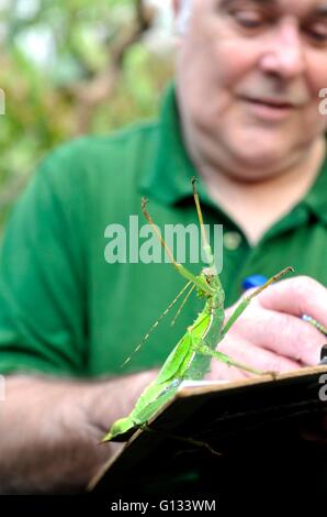 Melvin Lear mit ein Dschungel Nymphe Stabheuschrecke ZSL Whipsnade Zoo tun t jährliche Tier Bestandsaufnahme Stockfoto