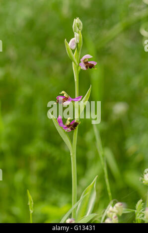 Almaraz Biene Orchidee, Ophrys Apifera Var Almaracensis, endemische wilde Orchidee, Caceres, Spanien. Stockfoto