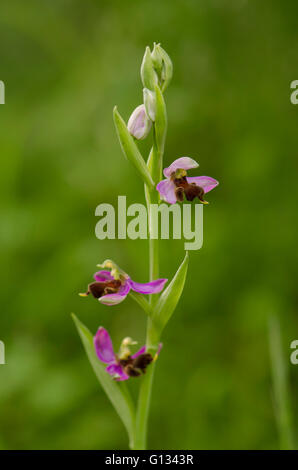 Almaraz Biene Orchidee, Ophrys Apifera Var Almaracensis, endemische wilde Orchidee, Caceres, Spanien. Stockfoto