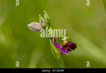 Almaraz Biene Orchidee, Ophrys Apifera Var Almaracensis, endemische wilde Orchidee, Caceres, Spanien. Stockfoto