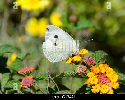 Kleine weiße, Pieris (Artogeia) Rapae auf Lantana in Garten, Spanien. Stockfoto