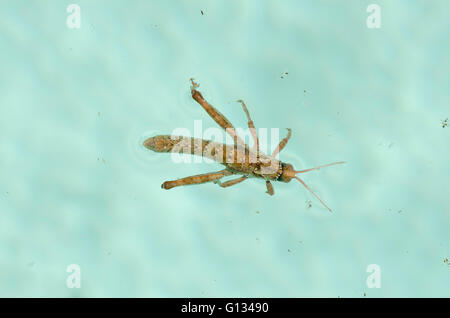 Grasshopper, Schwimmen im Pool. Spanien. Stockfoto