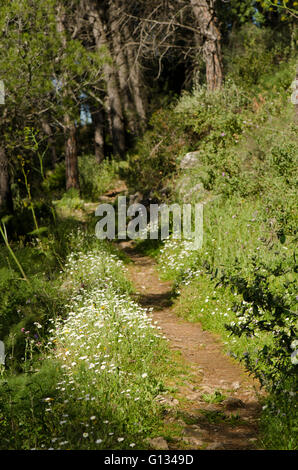 Weg, Wanderweg in Richtung dichten Pinienwald Andalusien, Spanien. Stockfoto