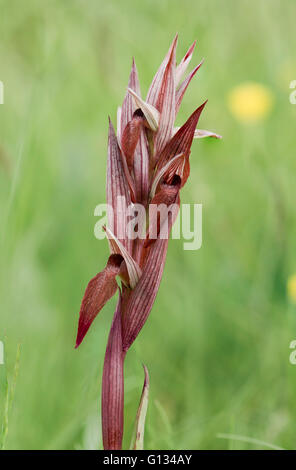 Lange-lippige Serapias Pflug-Anteil Serapias, Zunge Orchidee, Serapias Vomeracea, Bordeaux, Frankreich. Stockfoto