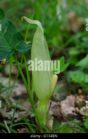 Italienische Arum, italienische Lords-and-ladies, Arum unsere, im Wald, Frankreich. Stockfoto