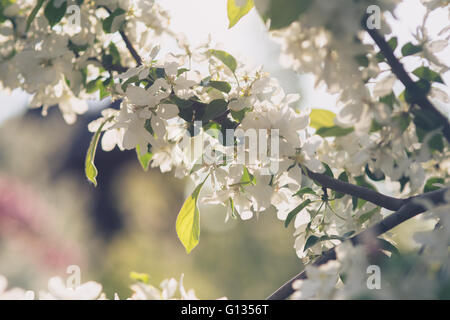 Apfel Baum Blume Blüte im Garten mit Sonnenstrahlen und bokeh Stockfoto