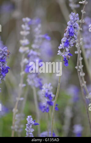 Mehlig blauen Salbei (Salvia Farinacea) in voller Blüte zu Lady Bird Johnson Wildflower Center Austin Texas USA Stockfoto