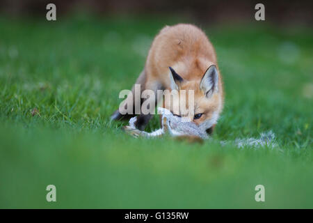 Red Fox Welpe mit Beute (Grauhörnchen) Stockfoto