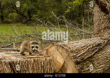 Negative Auswirkungen der Entwaldung. Ein Baby Waschbär auf der Suche nach seiner Familie nach Löschen des Waldes schneiden. Stockfoto