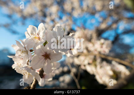 Kirschblüten, Kamo-Flusses, Kyoto, Japan Stockfoto